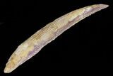 Hybodus Shark Dorsal Spine - Cretaceous #73121-1